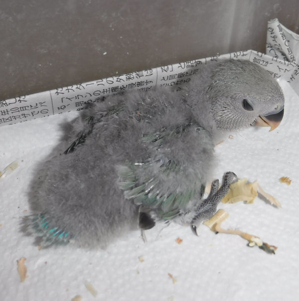 ペットの鳥 人気 かうなら おみせ